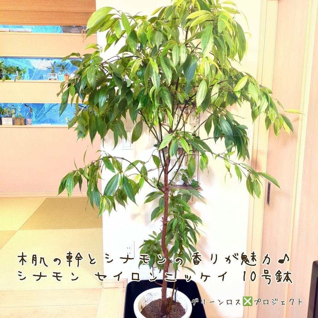 【マーロウ⚠群馬県】シナモンの香りが魅力♪シナモンセイロンニッケイ10号鉢