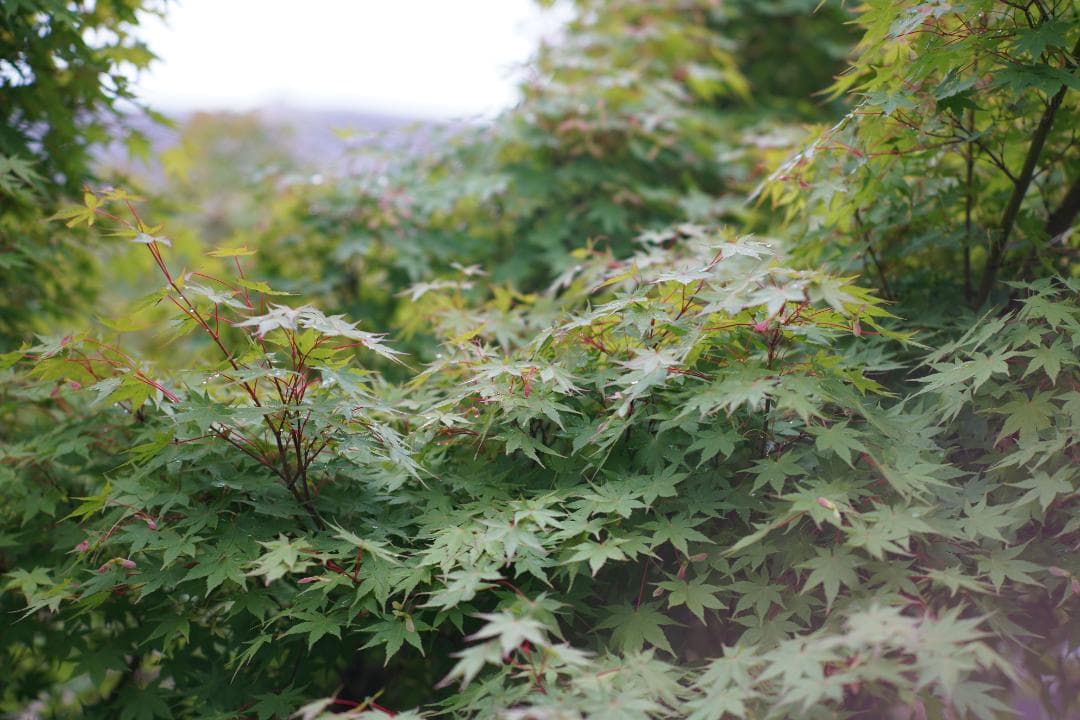 Nikon Ai改 NIKKOR 105mm F2.5