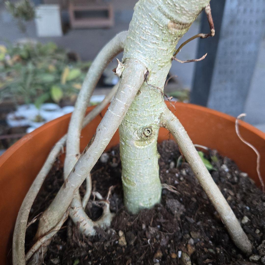 ⑭　フィカス　ベンガレンシ　曲がり仕立て８号特大苗木最高等級極上品‼️