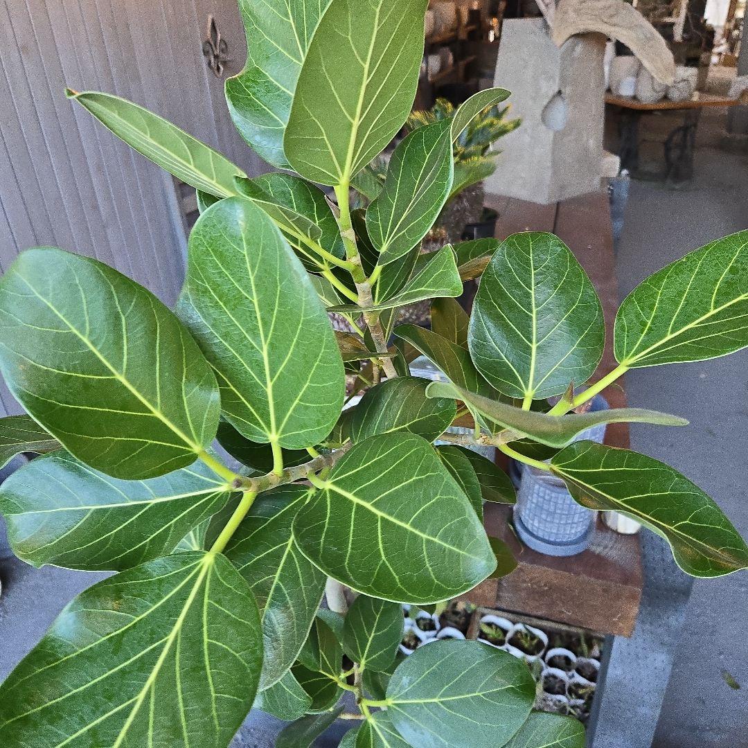 ⑭　フィカス　ベンガレンシ　曲がり仕立て８号特大苗木最高等級極上品‼️