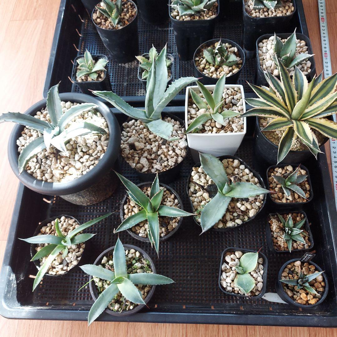 アガベ　まとめ　鉢のまま発送　メルカリ便