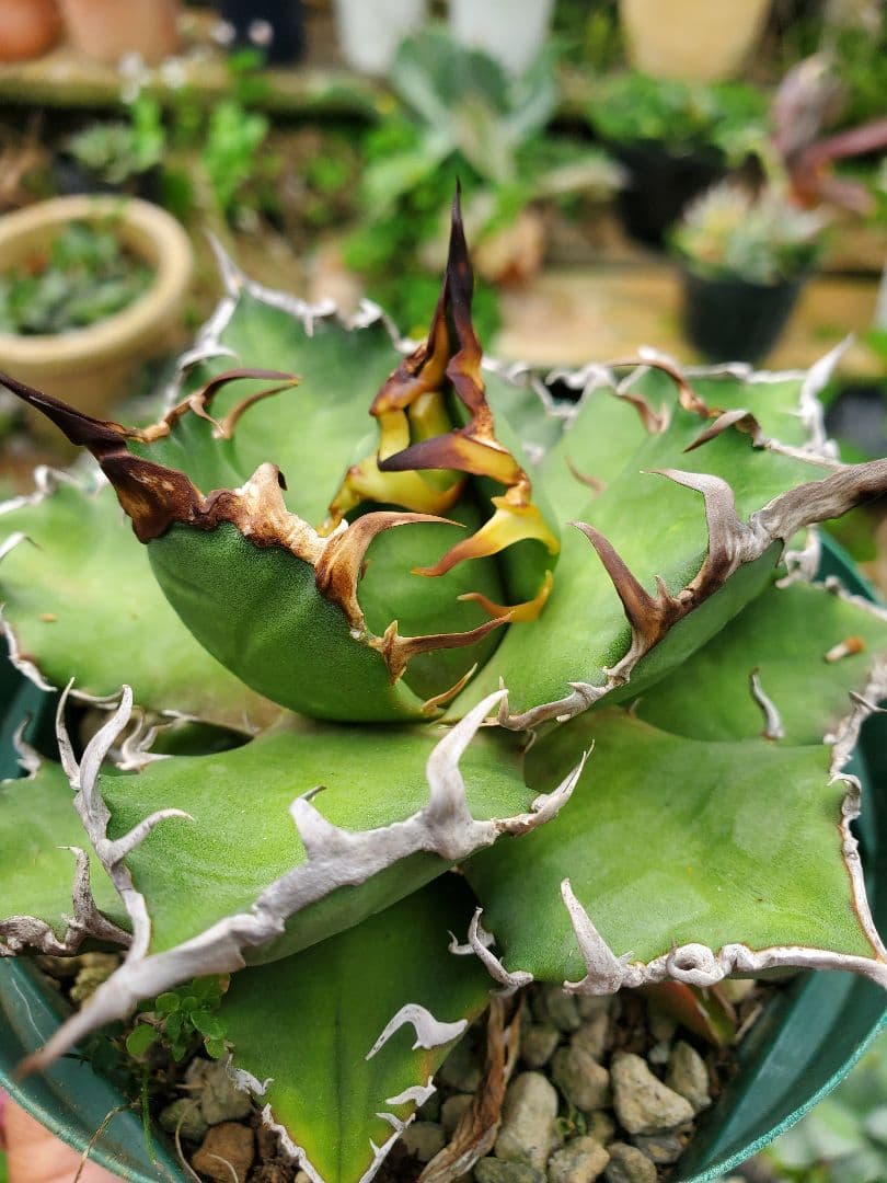 アガベチタノタFO-76  カエサル シーザー 凱撤  Agave