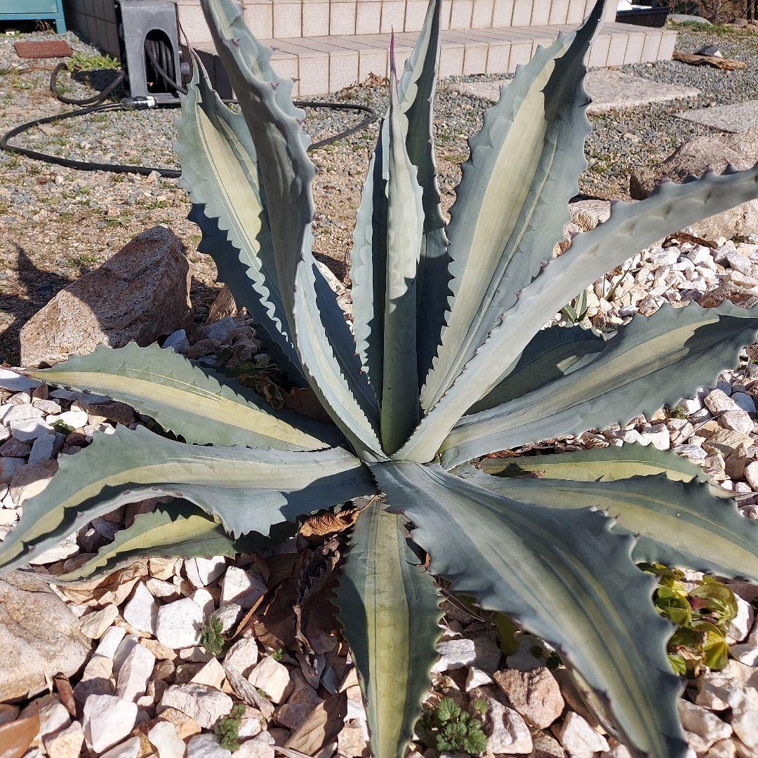 アガベ　アメリカーナ　エクスパンサパリーダ　耐寒性　初心者　大株　ドライガーデン