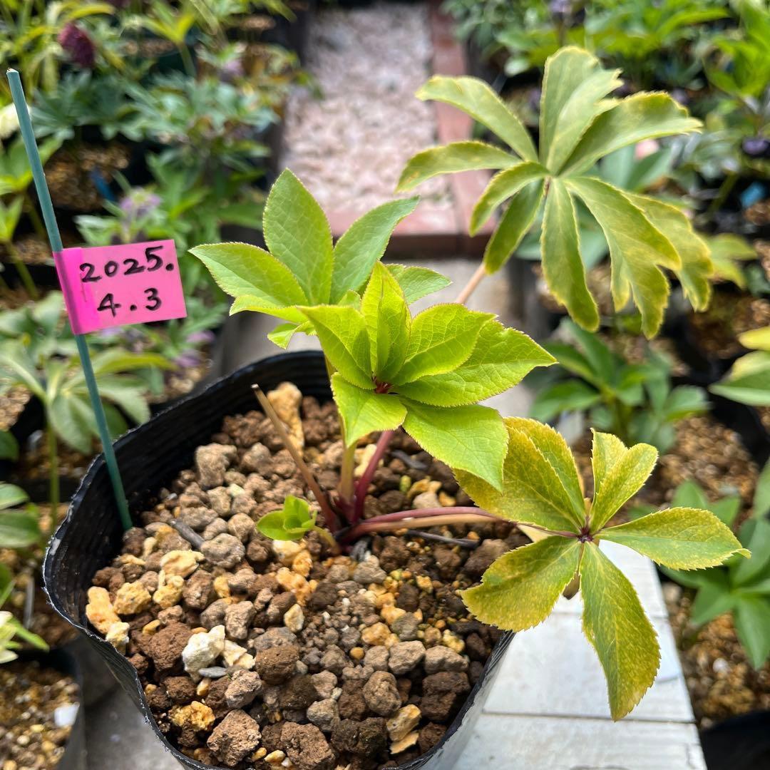 t*o様 ❤️根パンパン❤️沢山プックリ新芽❤️275⭐️極上品⭐️【ソレイユ】