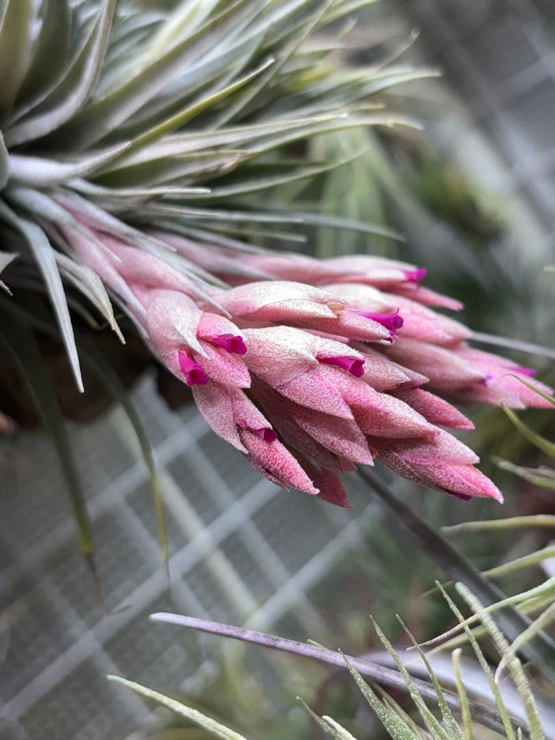 お*り様 Tillandsia.roseiflora