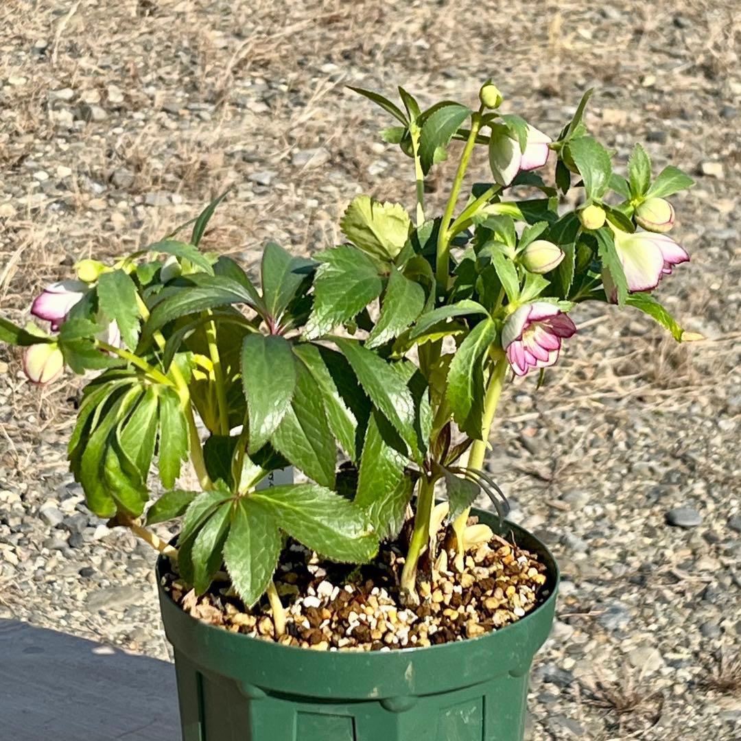 ˙*⋆様 ☘️極上☘️❤️根充実❤️しっかり新芽❤️3286⭐️フジタ⭐️超小輪