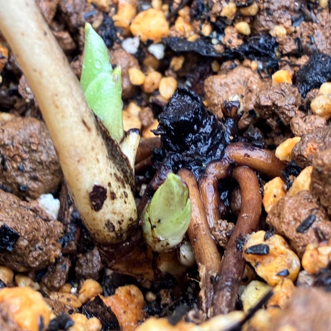 ˙*⋆様 ☘️極上☘️❤️根充実❤️しっかり新芽❤️3286⭐️フジタ⭐️超小輪