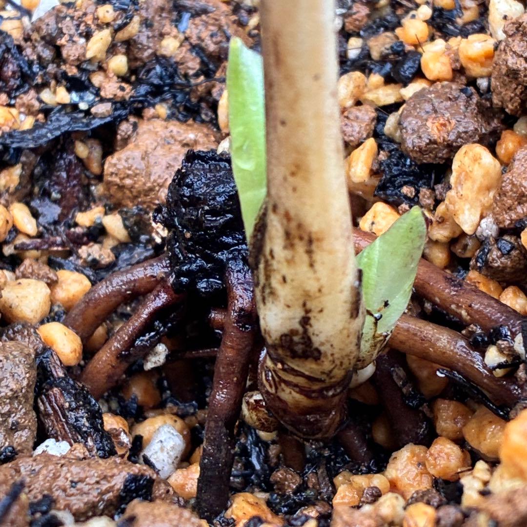 ˙*⋆様 ☘️極上☘️❤️根充実❤️しっかり新芽❤️3286⭐️フジタ⭐️超小輪