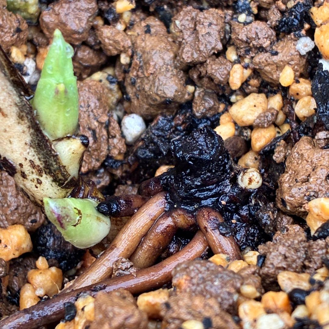 ˙*⋆様 ☘️極上☘️❤️根充実❤️しっかり新芽❤️3286⭐️フジタ⭐️超小輪