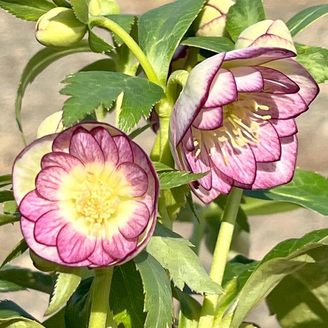 ˙*⋆様 ☘️極上☘️❤️根充実❤️しっかり新芽❤️3286⭐️フジタ⭐️超小輪