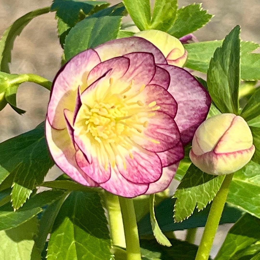 ˙*⋆様 ☘️極上☘️❤️根充実❤️しっかり新芽❤️3286⭐️フジタ⭐️超小輪