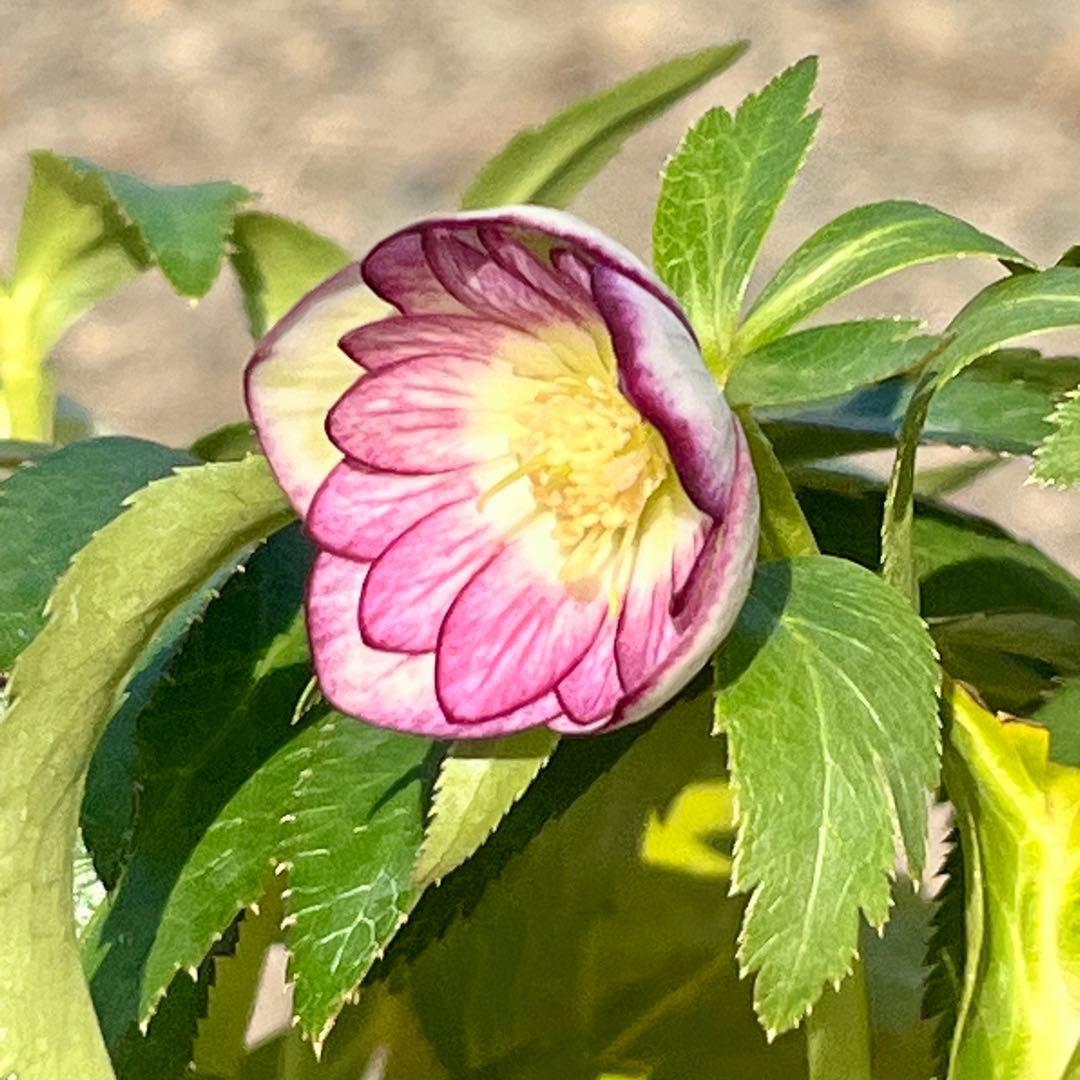 ˙*⋆様 ☘️極上☘️❤️根充実❤️しっかり新芽❤️3286⭐️フジタ⭐️超小輪