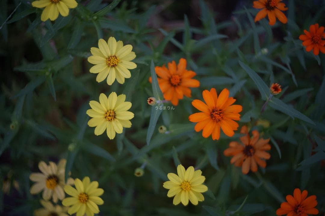 良品！虹の出る癖玉！Leica Summar 50mm f2 オールドレンズ