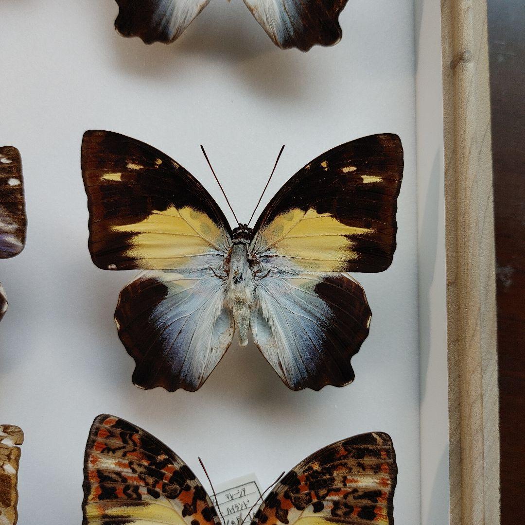 蝶の標本　　「値引き」ヤイロタテハ　フランキヤイロタテハ