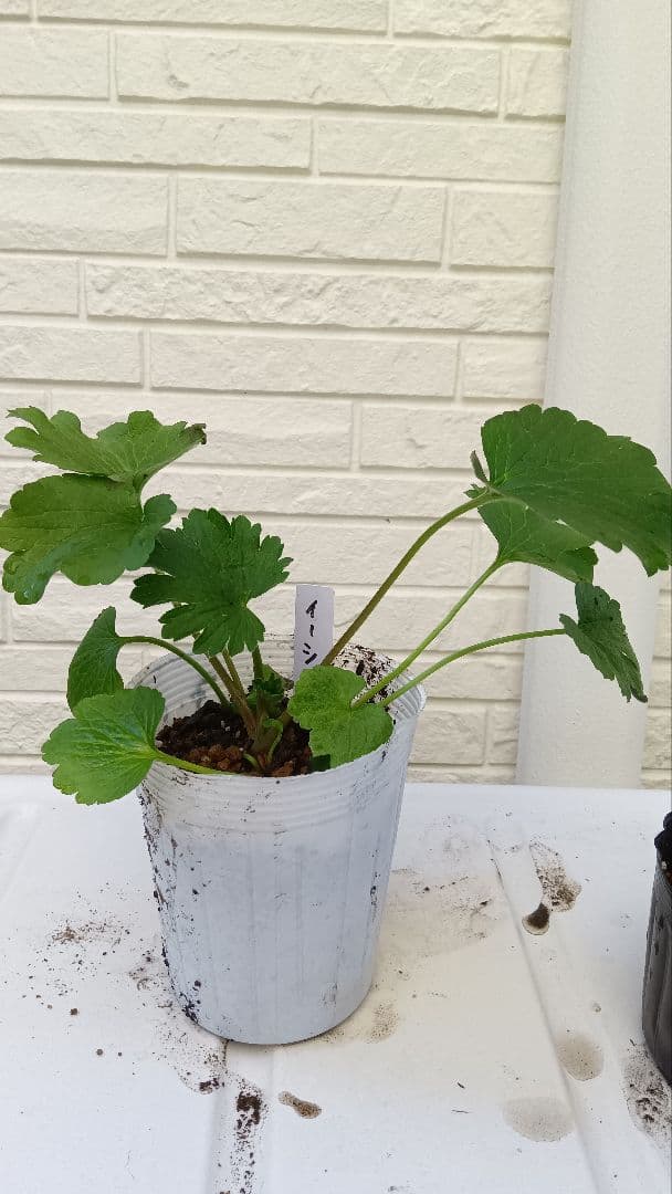 専用　ラナンキュラスラックス　芽出し苗セット