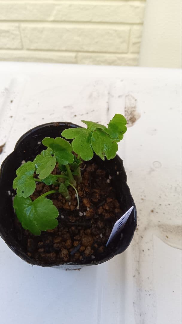 専用　ラナンキュラスラックス　芽出し苗セット