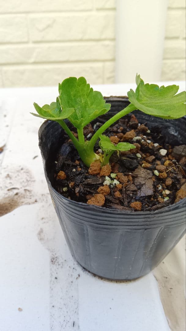 専用　ラナンキュラスラックス　芽出し苗セット