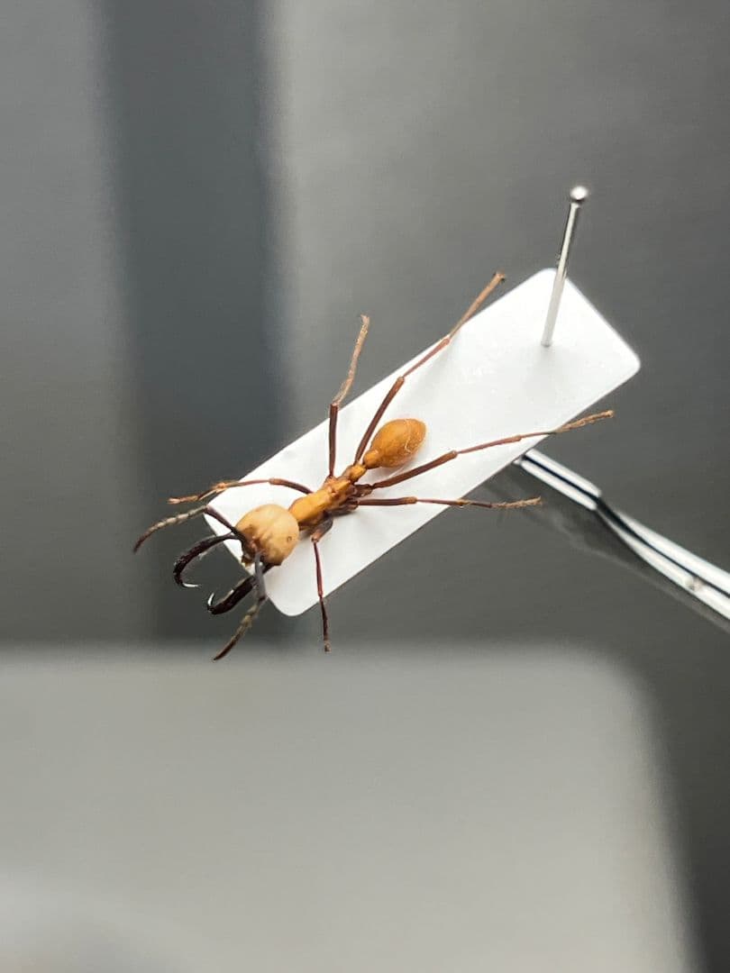 【15mm】グンタイアリ 標本 パラポネラ ソルジャーアントEciton