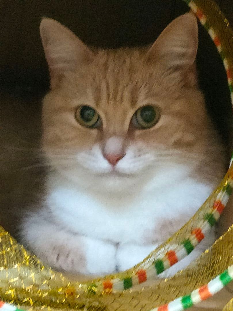 オレンジと白のリラックス猫 専用