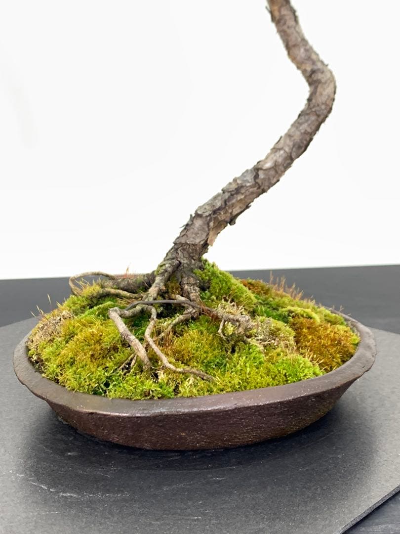 南蛮鉢との相性抜群の山採り文人赤松　細幹　樹高約67cm（検索/真柏　盆栽）