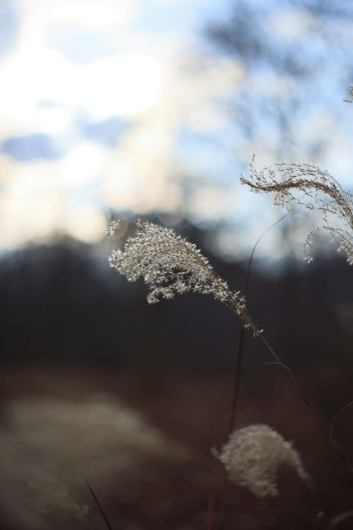 Super-Takumar 55mm F1.8 後期型 S/N：2558530