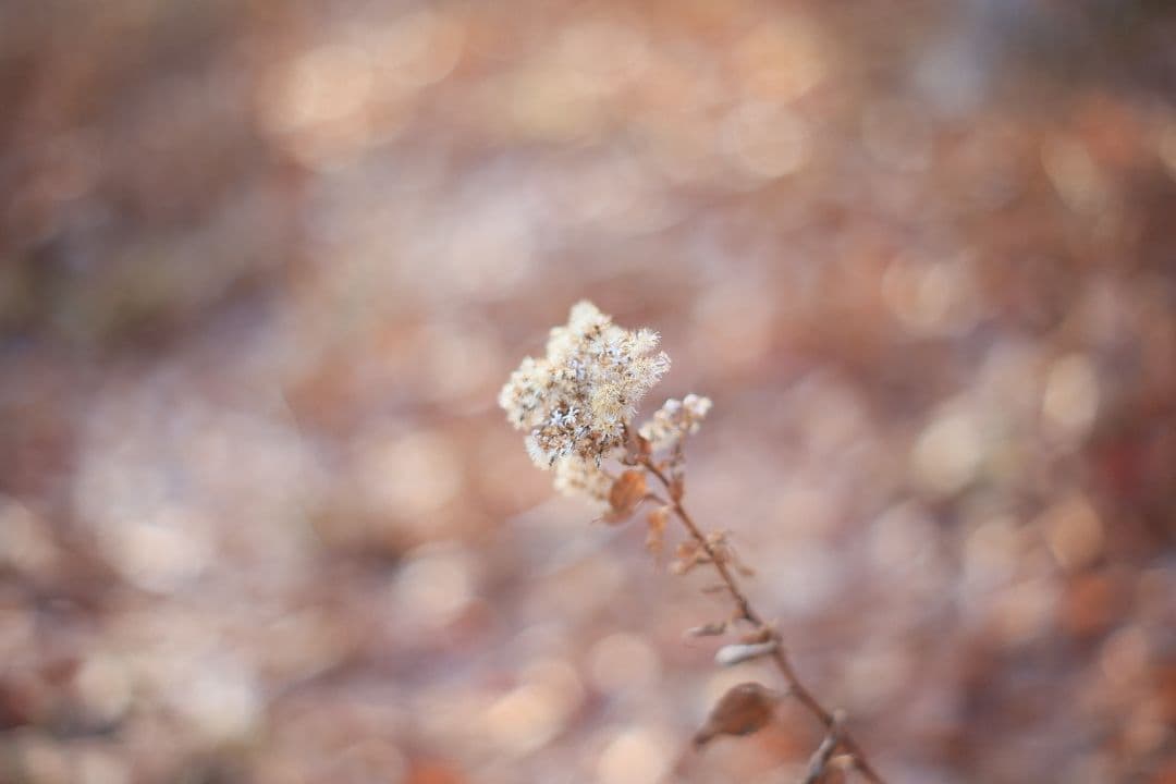Super-Takumar 55mm F1.8 後期型 S/N：2558530