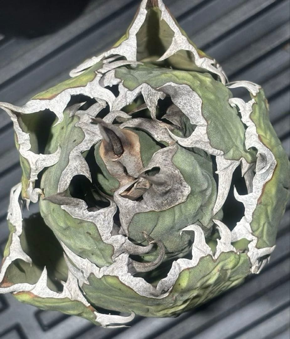 限定品！アガベオアハカオテロイ現地球（極上株）超S級良形superオアハカ激レア