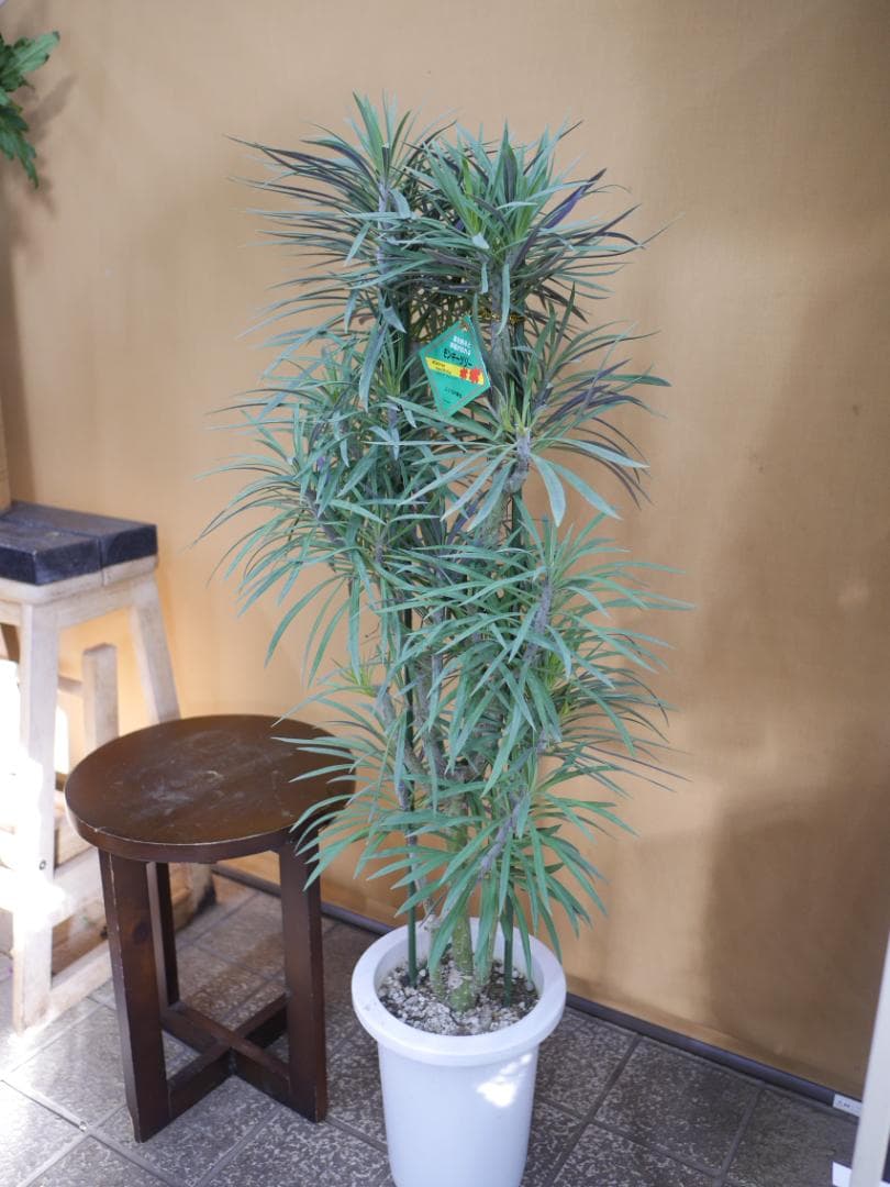 n*a様 セネシオ　クレイニア　モンキーツリー　観葉植物　7号　約100センチ