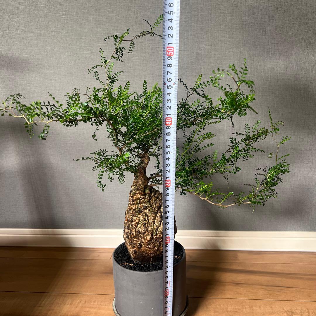 K*1様 オペルクリカリア　パキプス