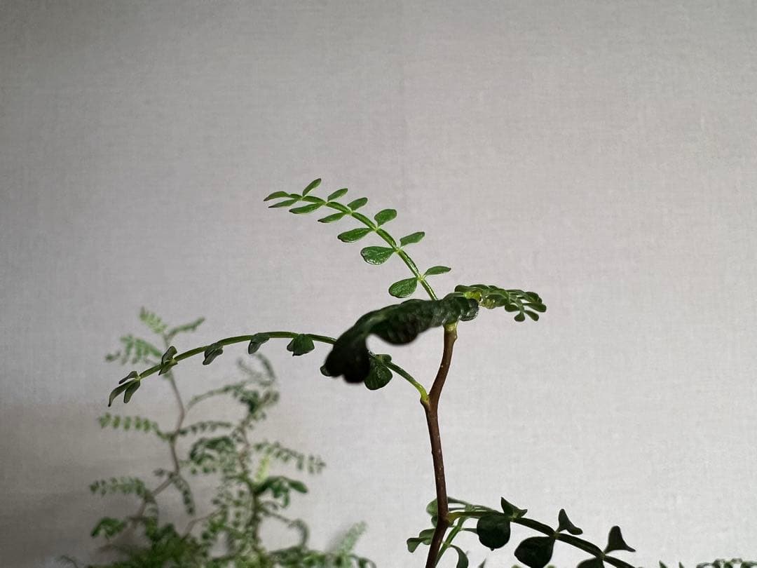 K*1様 オペルクリカリア　パキプス