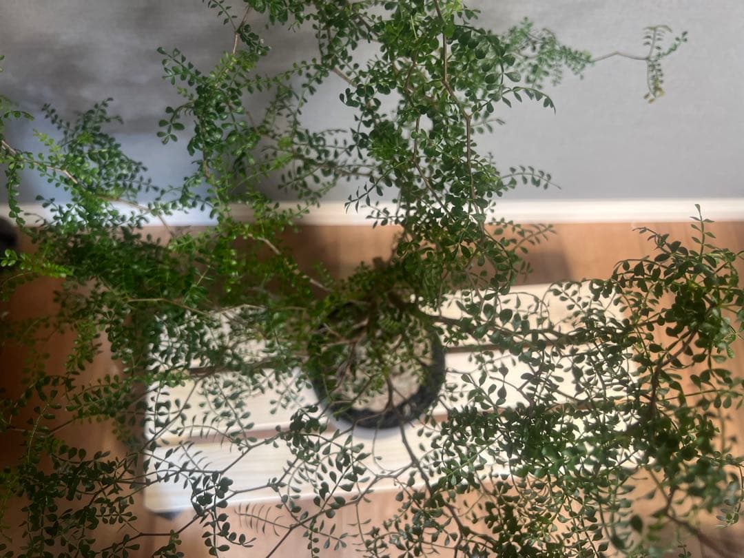 K*1様 オペルクリカリア　パキプス