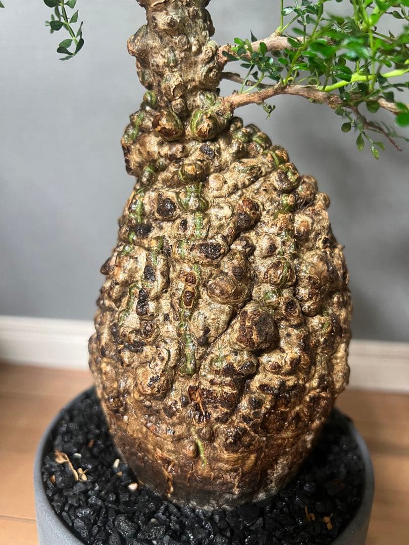 K*1様 オペルクリカリア　パキプス