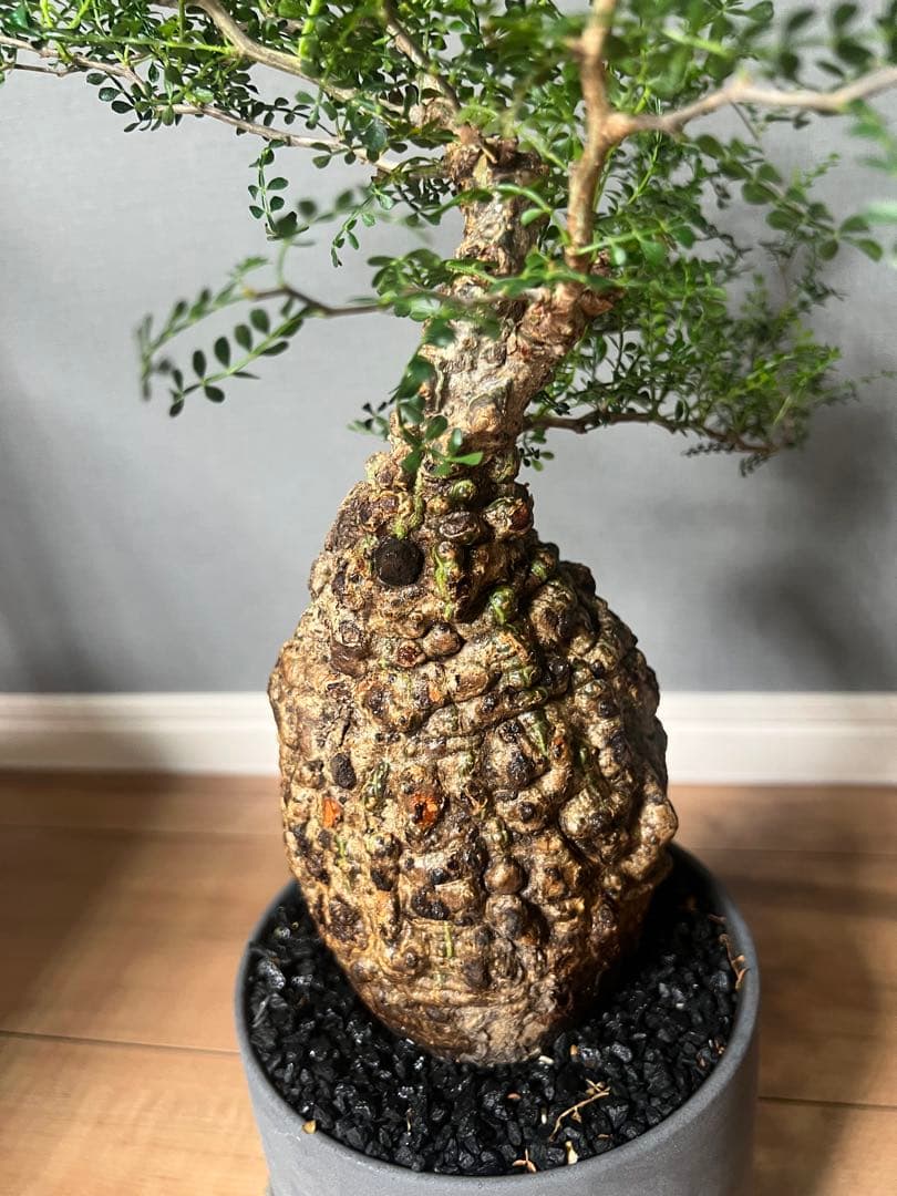 K*1様 オペルクリカリア　パキプス