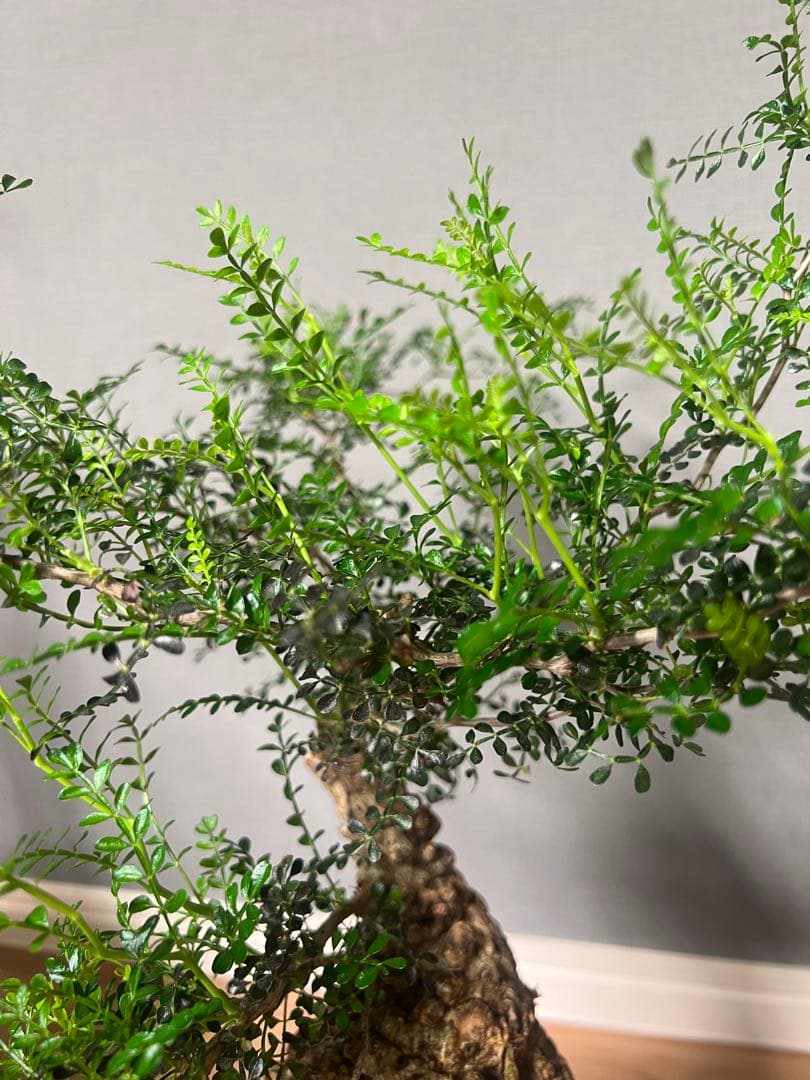 K*1様 オペルクリカリア　パキプス