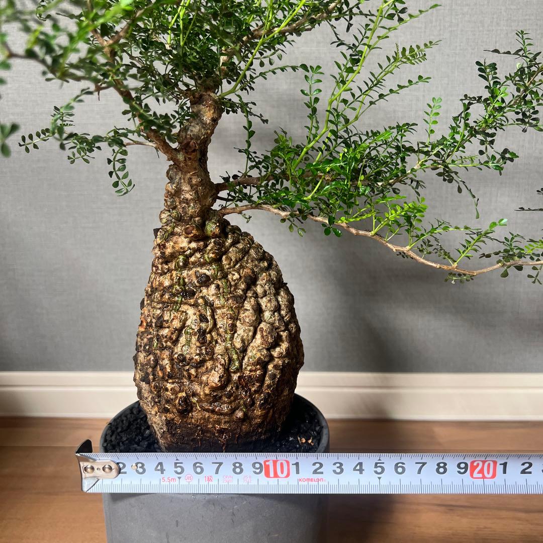 K*1様 オペルクリカリア　パキプス