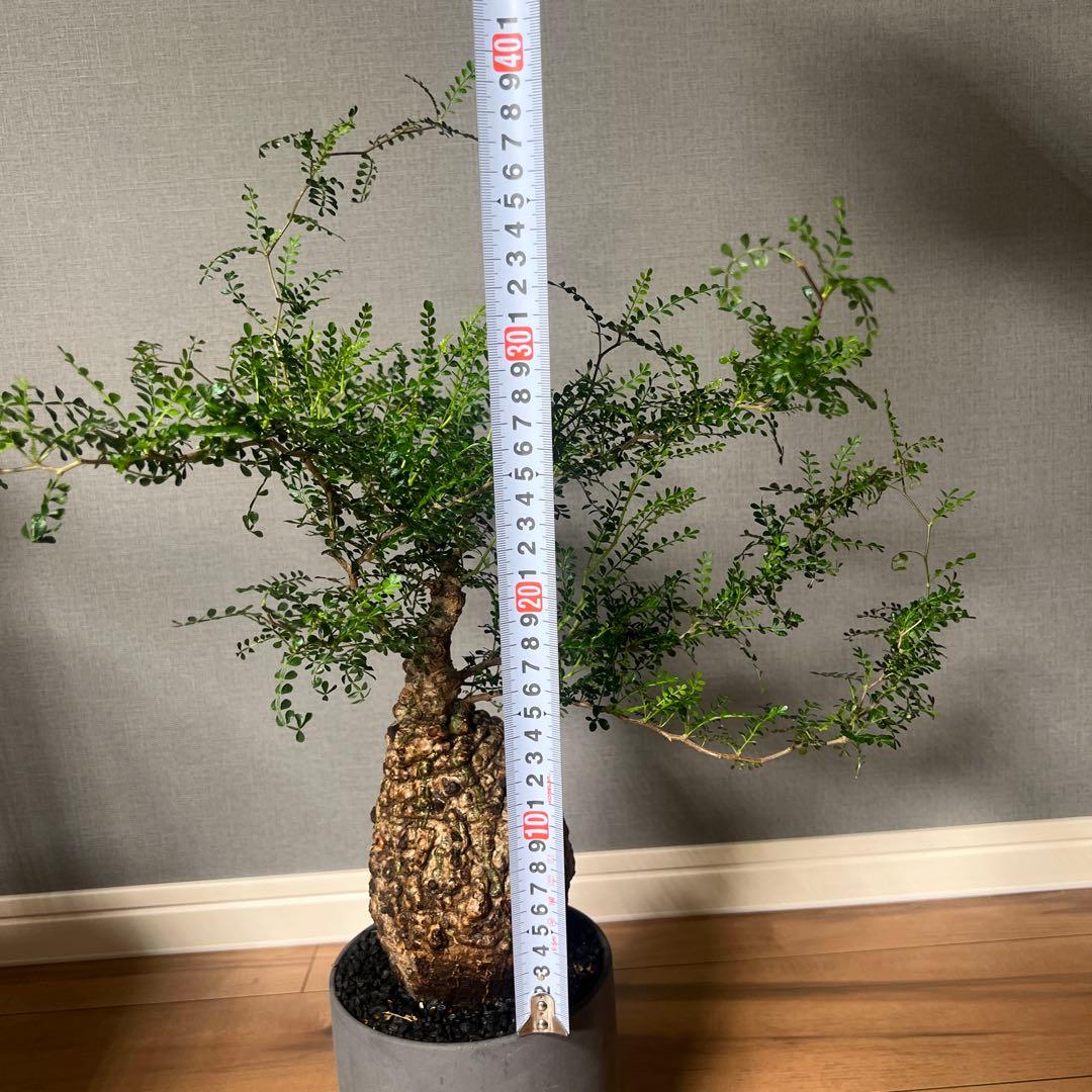 K*1様 オペルクリカリア　パキプス