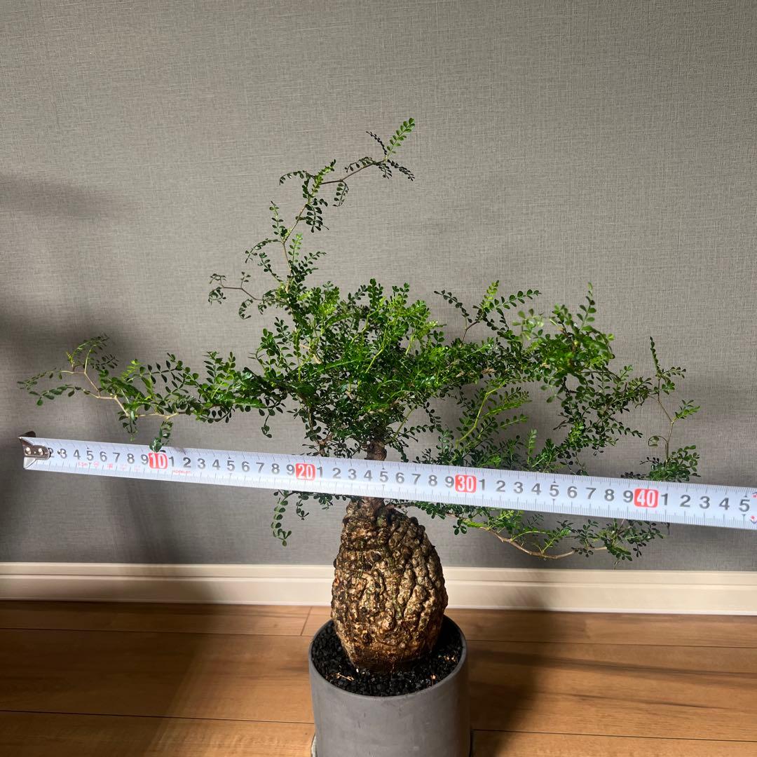 K*1様 オペルクリカリア　パキプス