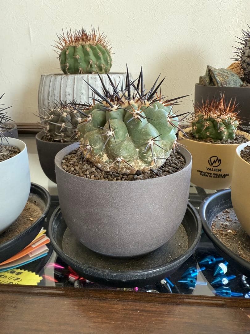 黑王丸Copiapoa cinerea強棘 実生の発根済み