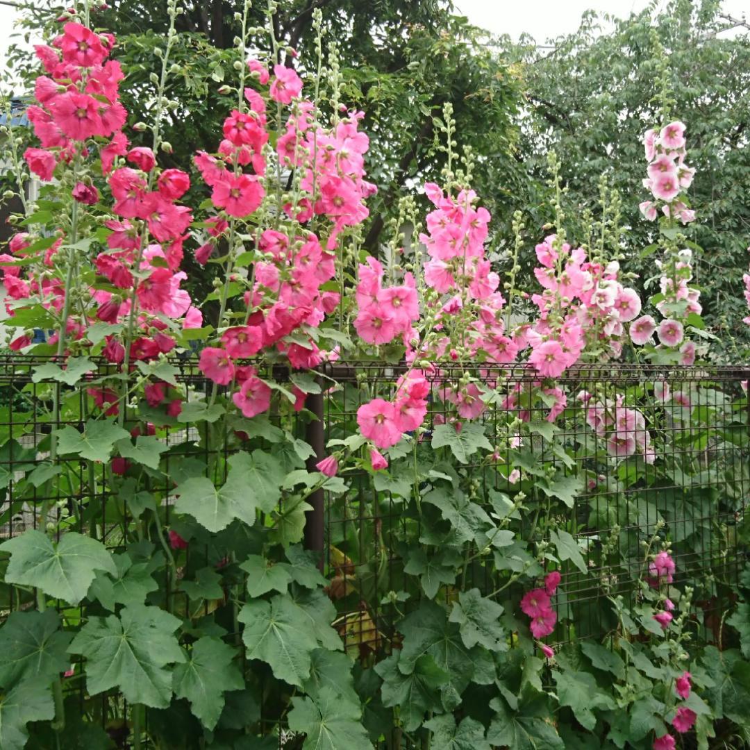 夏空ルイスCティファニー ステンドグラスSummer's Dayグラスマスターズ