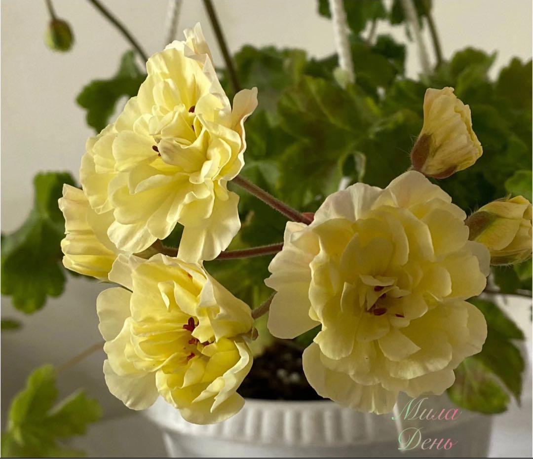 花 ron