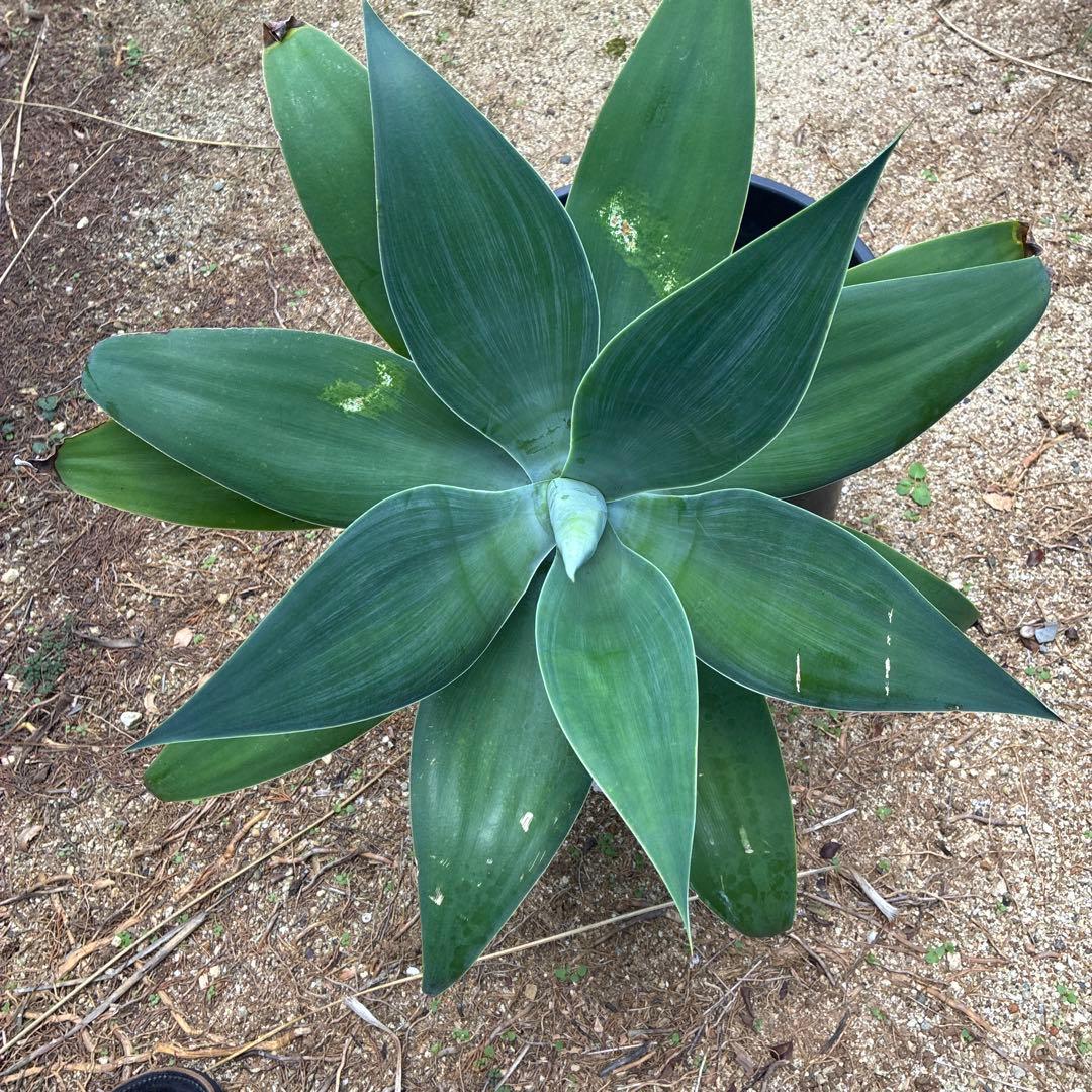 アガベアテナータ