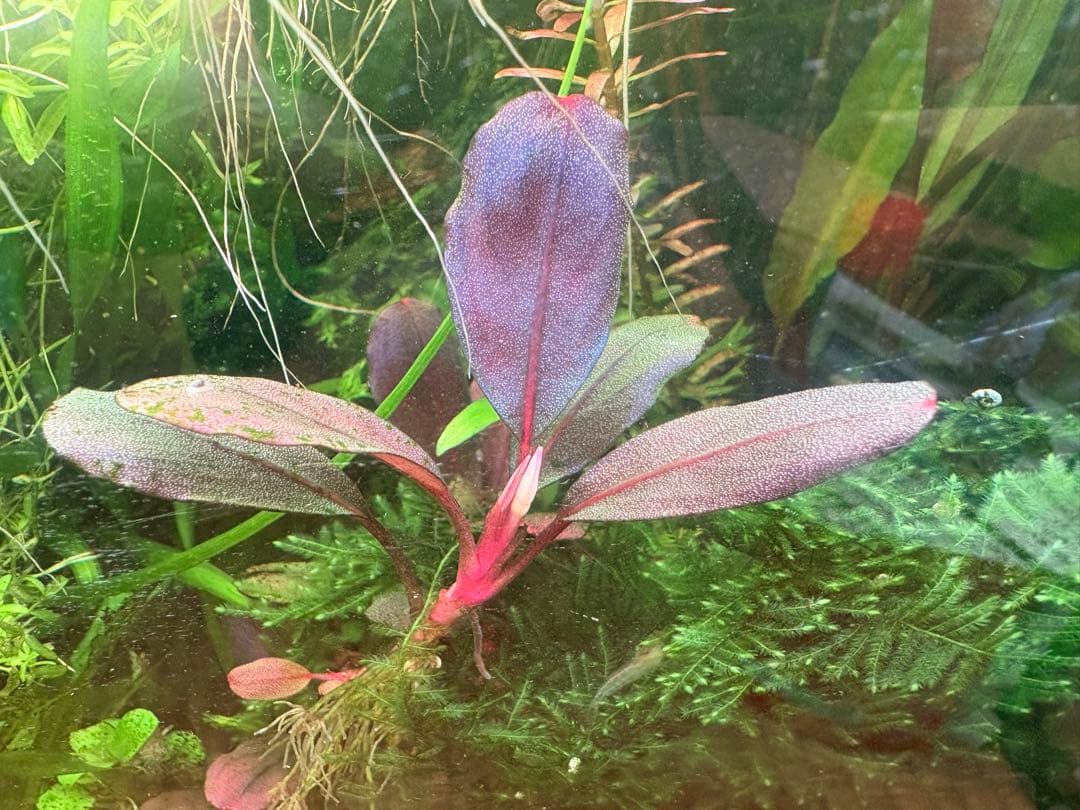 ブセファランドラ　deep purple