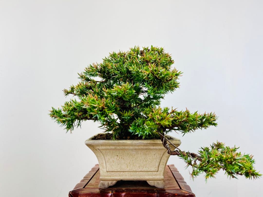 小品盆栽　ソナレ　そなれ