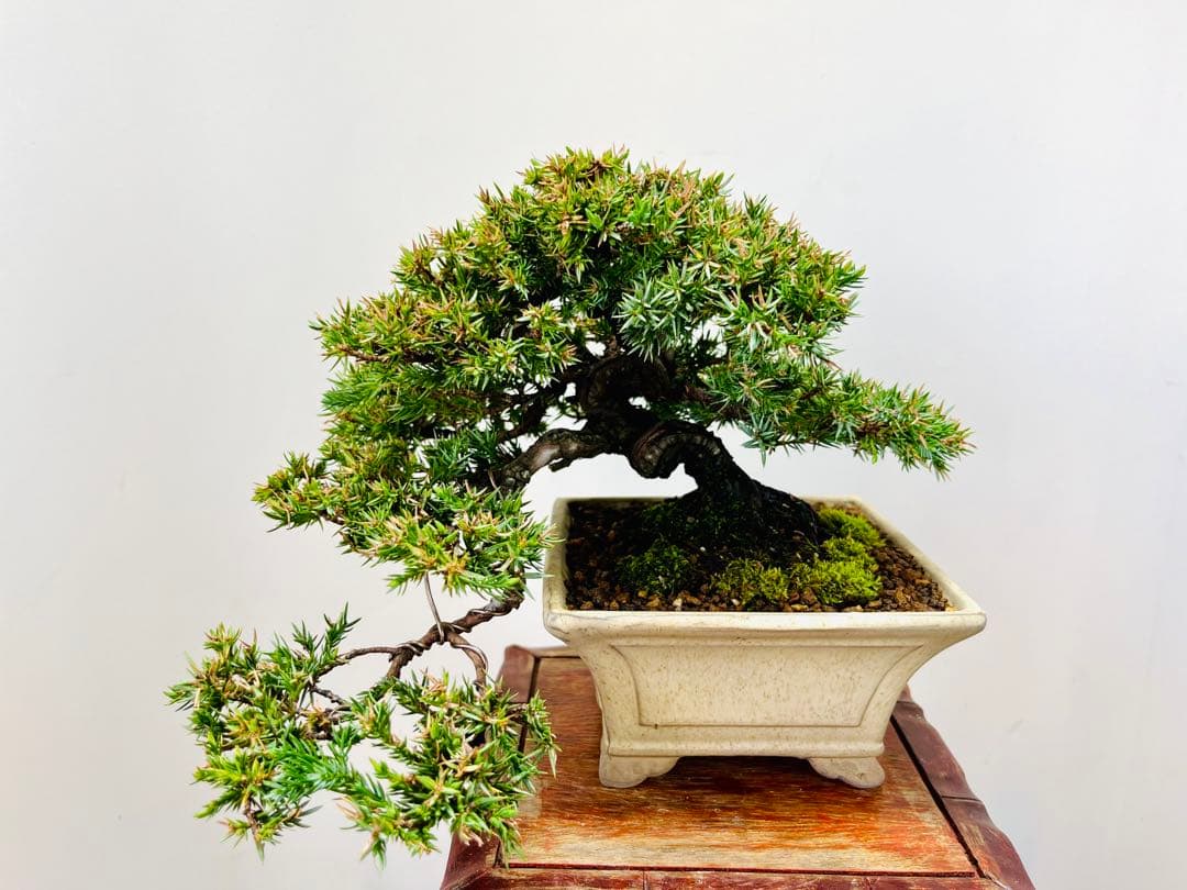 小品盆栽　ソナレ　そなれ