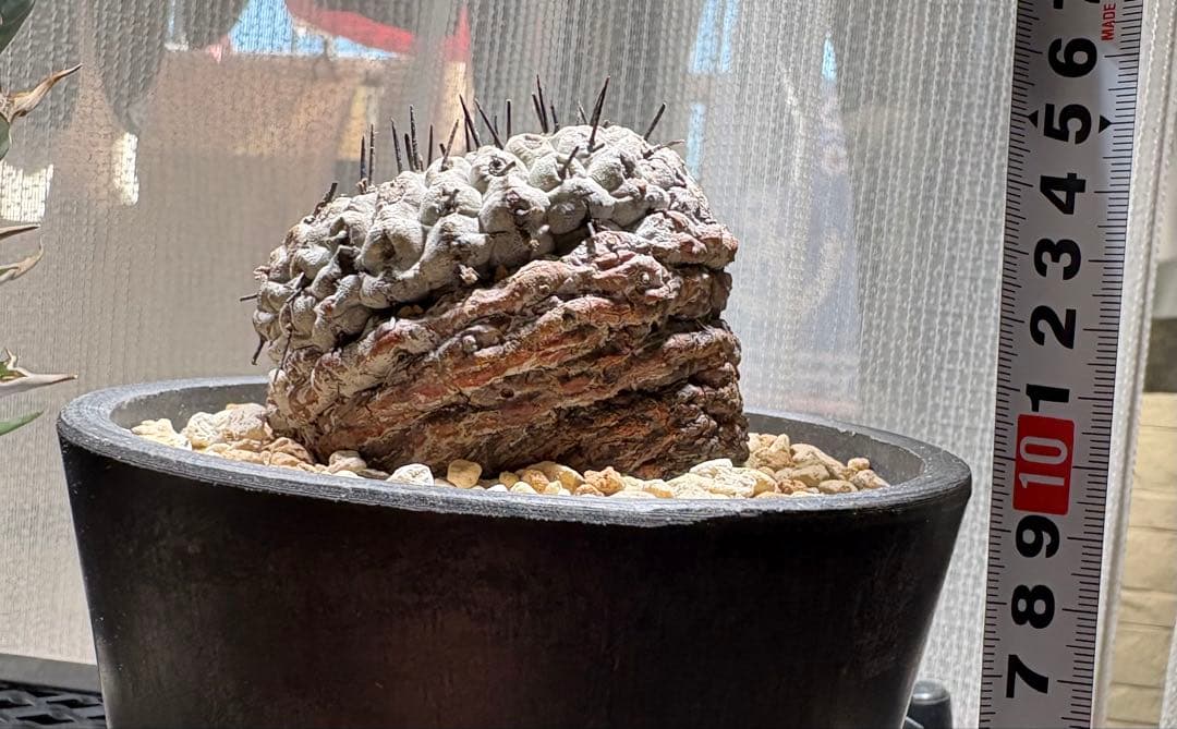 コピアポア孤竜丸　稜数多　期間限定継続