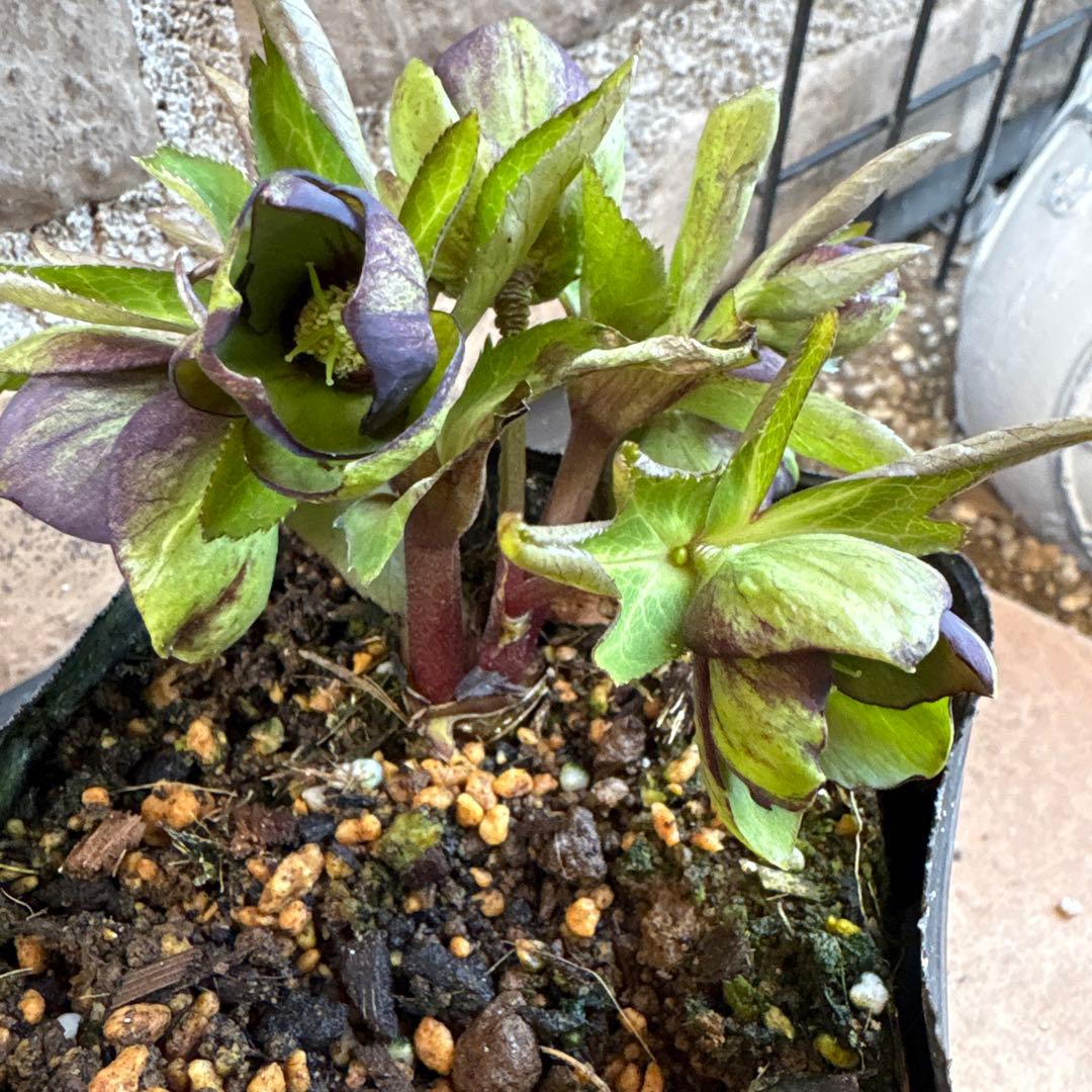 クリスマスローズ・ベビードール