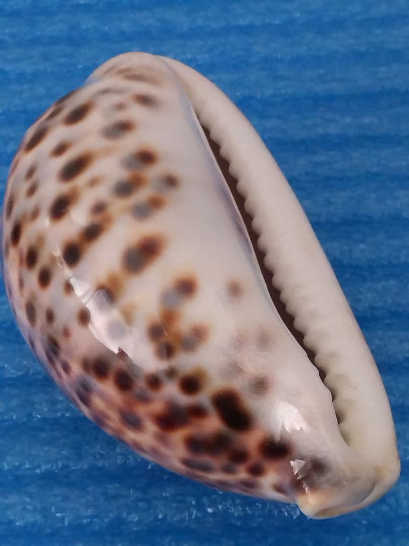 貝殻 105mm ハワイホシダカラ タカラガイ科