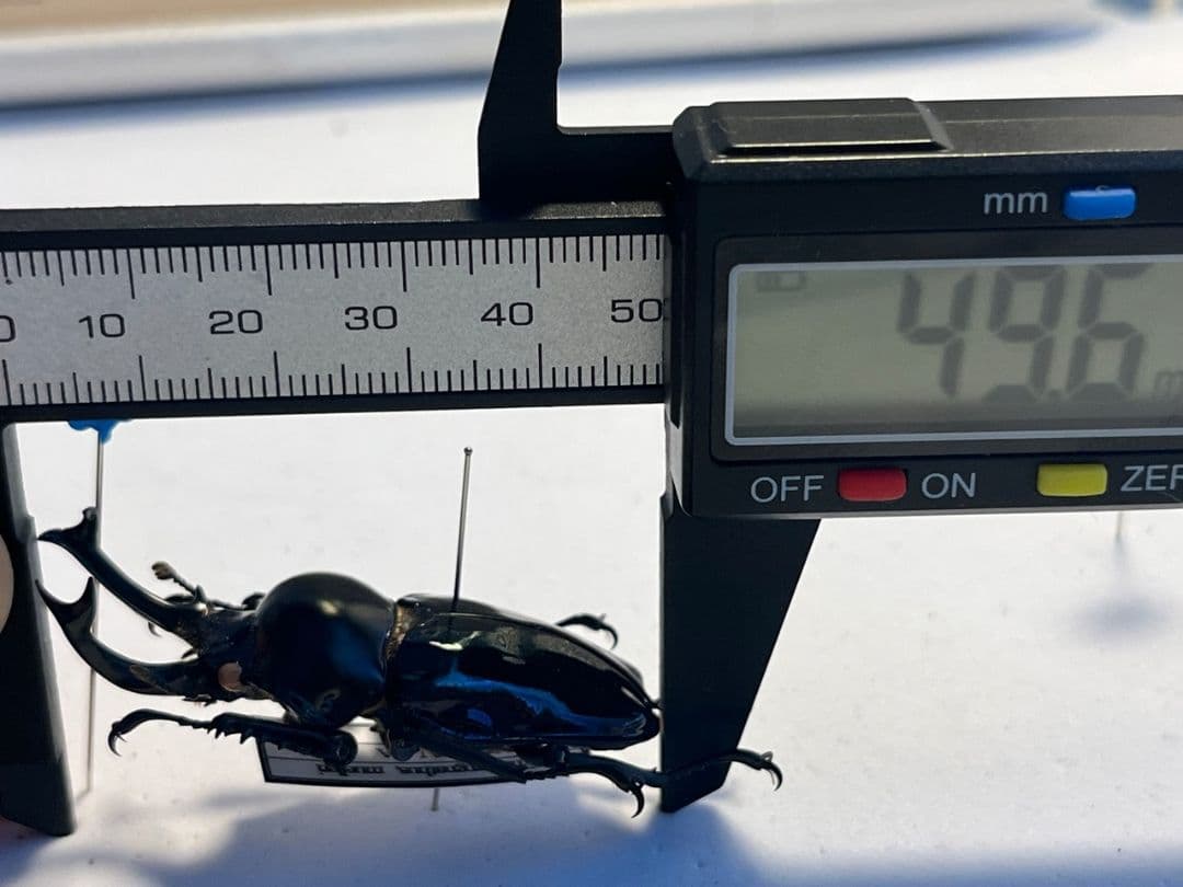 【標本】ニジイロクワガタ オウゴンオニクワガタ ピカール血統 ブルー系統