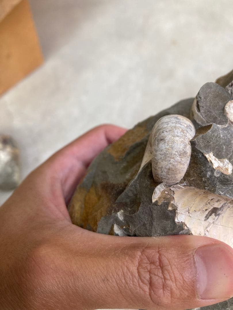 北海道中川　ノジュール　クリーニング　化石掘り