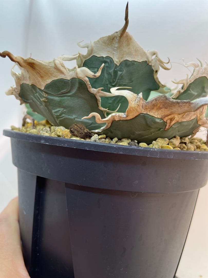 アガベ オテロイ　US由来　チタノタ　ブルー葉系 活着株鉢ごと発送　特選オテロイ